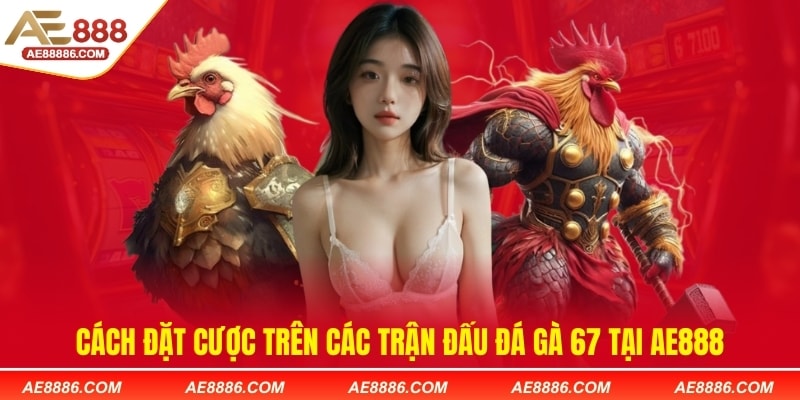Cách đặt cược trên các trận đấu đá gà 67 tại AE888