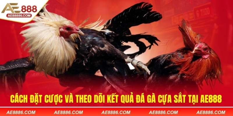 Cách đặt cược và theo dõi kết quả đá gà cựa sắt tại AE888