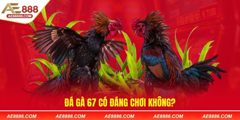 Đá gà 67 có đáng chơi không?