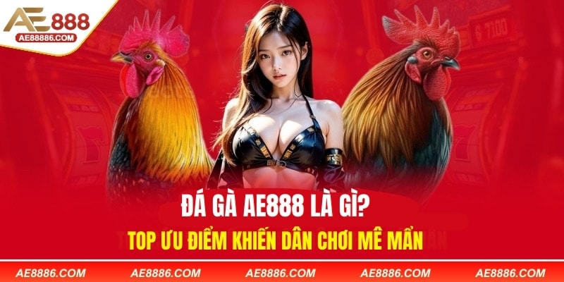 Đá Gà AE888 Là Gì? Top Ưu Điểm Khiến Dân Chơi Mê Mẩn