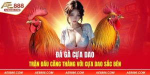 Đá Gà Cựa Dao - Trận Đấu Căng Thẳng Với Cựa Dao Sắc Bén