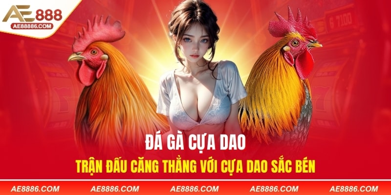 Đá Gà Cựa Dao - Trận Đấu Căng Thẳng Với Cựa Dao Sắc Bén