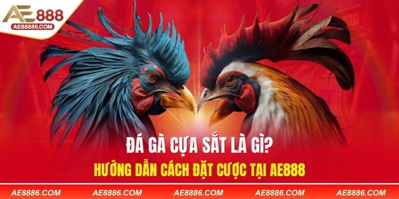Đá Gà Cựa Sắt Là Gì? Hướng Dẫn Cách Đặt Cược Tại AE888