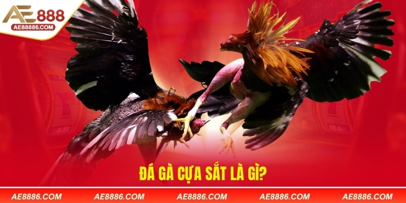 Đá gà cựa sắt là gì?