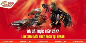 Đá Gà Trực Tiếp 24/7 - Link Xem Mới Nhất 2025 Tại AE888