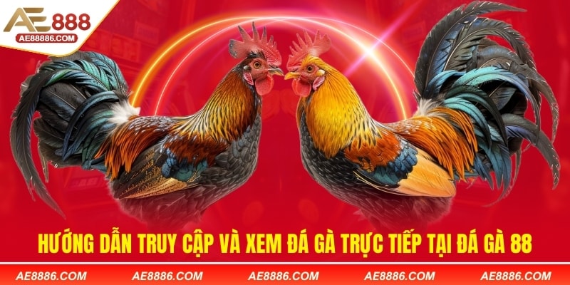 Hướng dẫn truy cập và xem đá gà trực tiếp tại đá gà 88