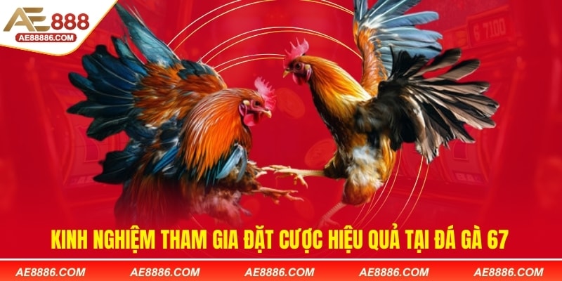 Kinh nghiệm tham gia đặt cược hiệu quả tại đá gà 67
