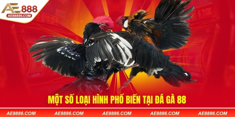 Một số loại hình phổ biến tại đá gà 88