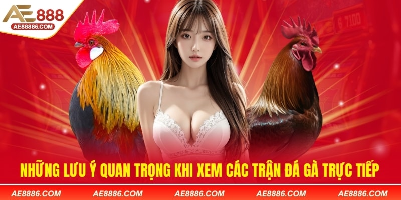 Những lưu ý quan trọng khi xem các trận đá gà trực tiếp