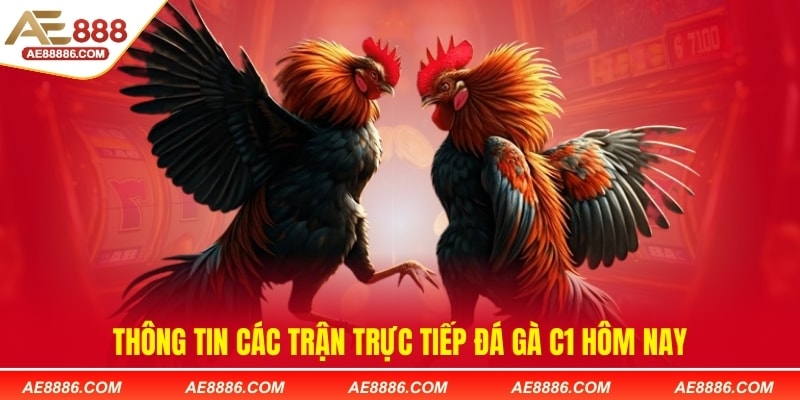 Thông tin các trận trực tiếp đá gà C1 hôm nay