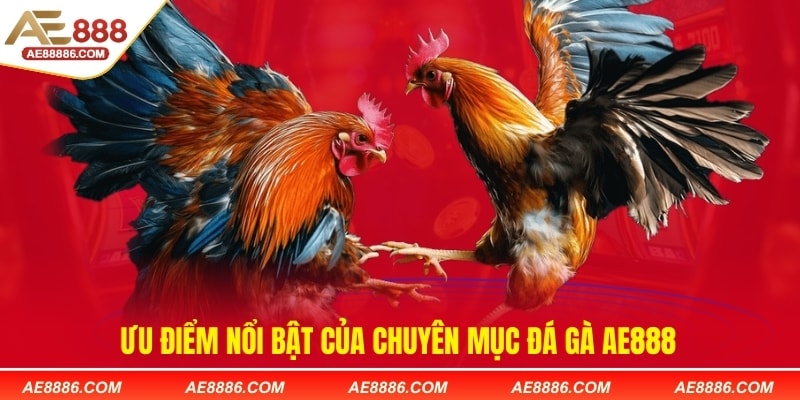 Ưu điểm nổi bật của chuyên mục đá gà AE888