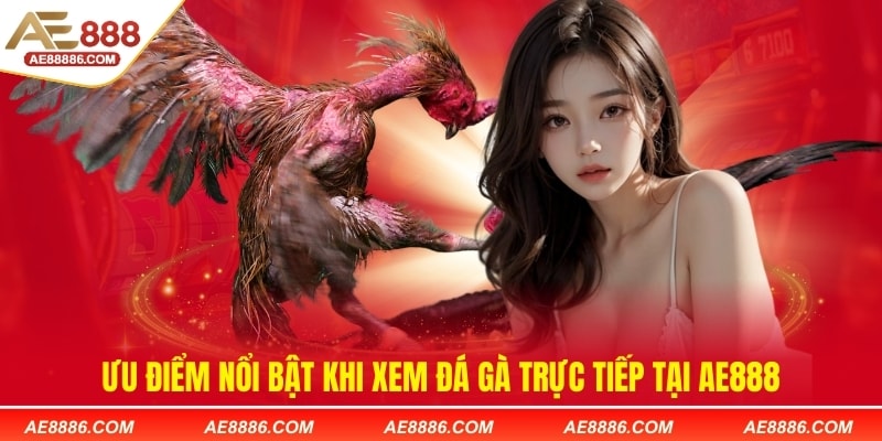 Ưu điểm nổi bật khi xem đá gà trực tiếp tại AE888